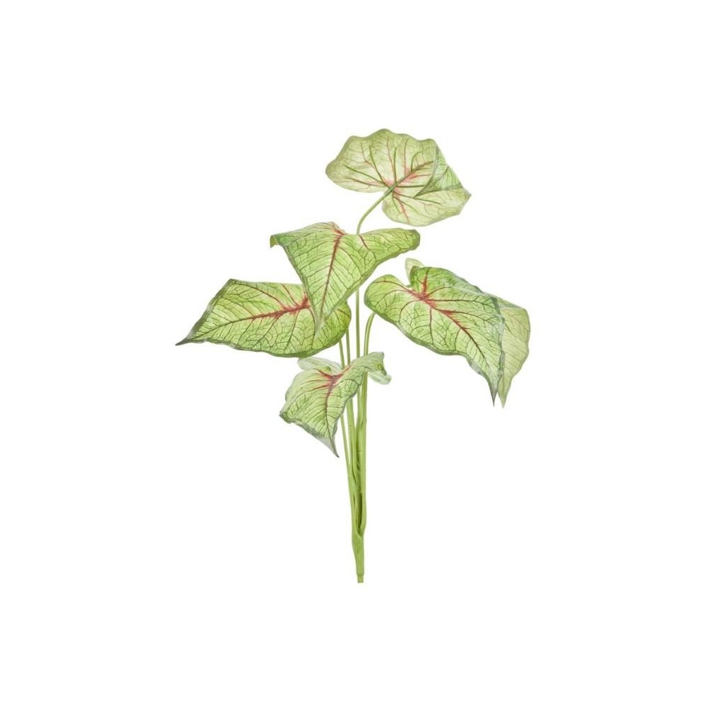 CIUFFO CALADIUM BICOLOR X7 70CM